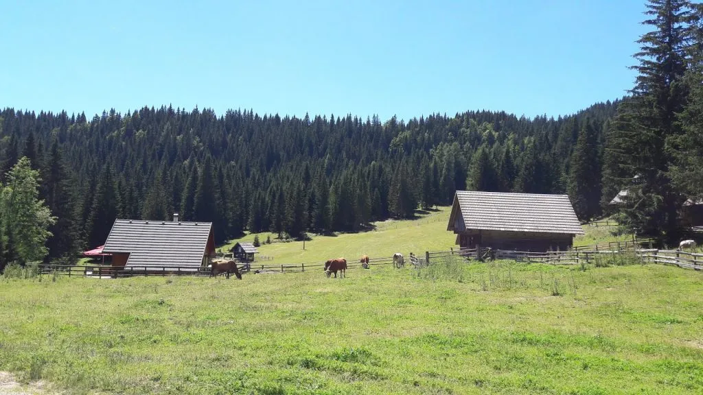Krave na pašniku z lesenima kočama pred smrekovim gozdom