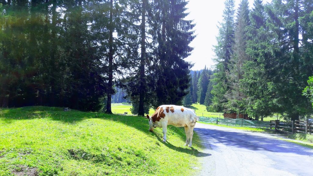 Poletje na Pokljuki - 2